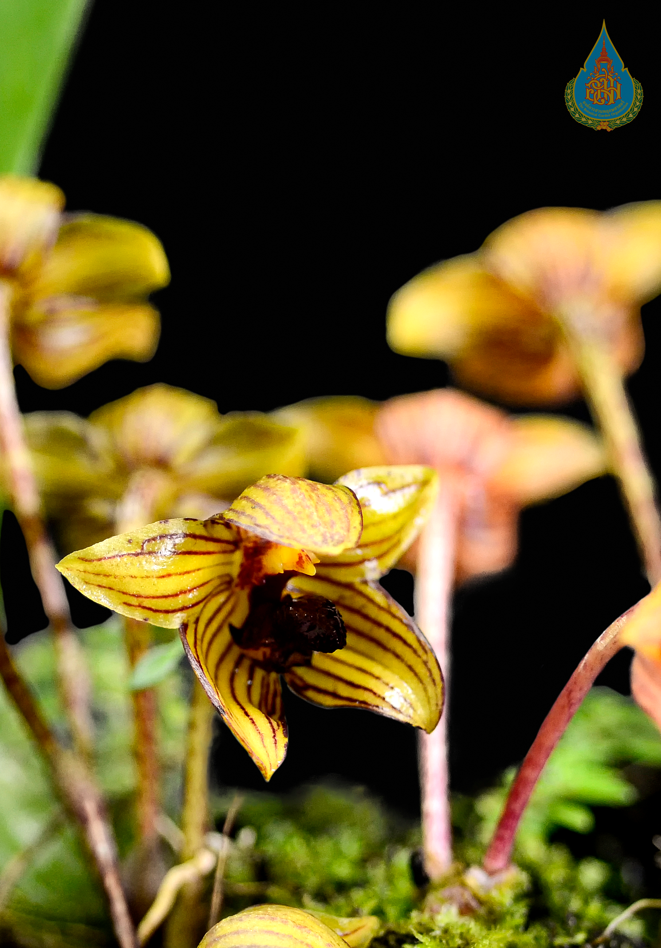 สิงโตปากนกแก้ว Bulbophyllum psittacoglossum Rchb.f.<br/>ORCHIDACEAE